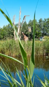 eetdagboek
